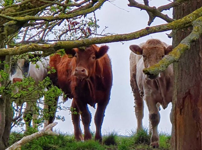 Curious Cows at the Feed Trough 🐄🌾 Wallpaper - Download to your mobile ...