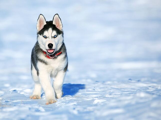 Husky Sevimli Duvar Kagidi Phoneky Den Telefonunuza Bedava Indirin