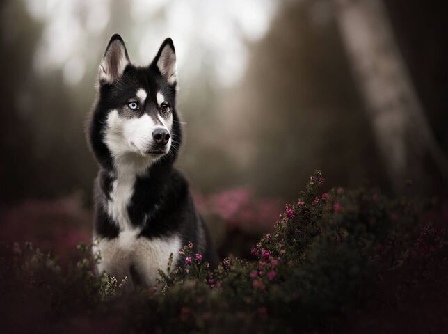Huskey Wallpaper - Download to your mobile from PHONEKY