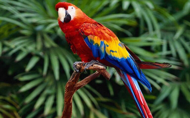 Macaw Parrot Wallpaper - Download to your mobile from PHONEKY