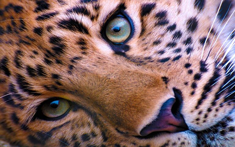 Leopard Wallpaper - Download to your mobile from PHONEKY