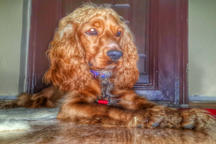 Charming Cocker: A Loyal Companion 🐾 Wallpaper - Download to your ...