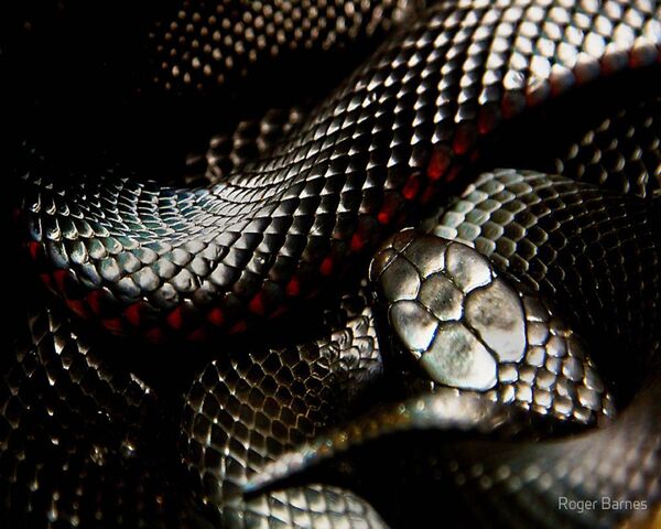 ヘビ壁紙 Phonekyから携帯端末にダウンロード