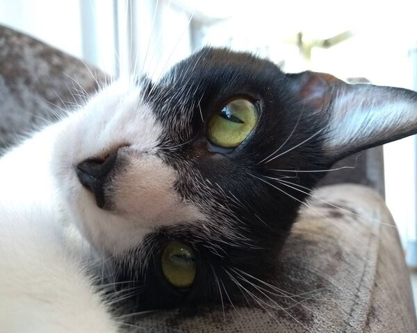 Regard De Chat Fond D Ecran Telecharger Sur Votre Mobile Depuis Phoneky