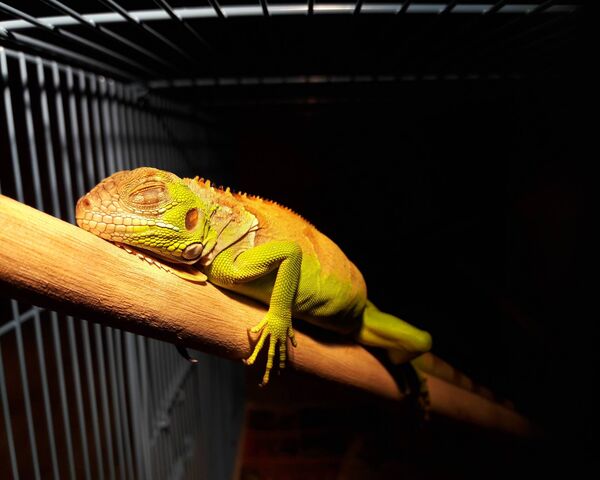 Iguana Wallpaper - Download to your mobile from PHONEKY