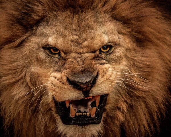An Angry Lion  Free Stock Photo