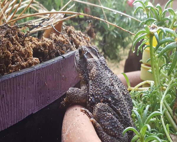 TÉLÉCHARGER SONNERIE CRAPAUD