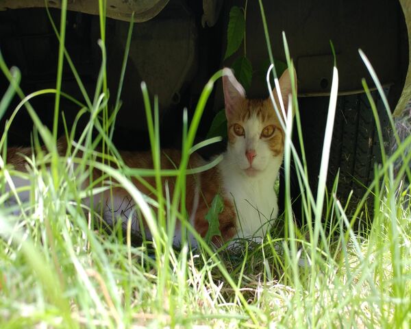 Outside Cat Wallpaper - Download to your mobile from PHONEKY
