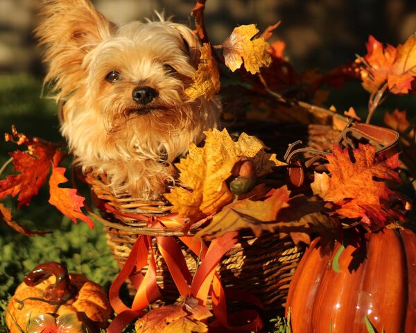 Fall Puppy Wallpaper - Download to your mobile from PHONEKY