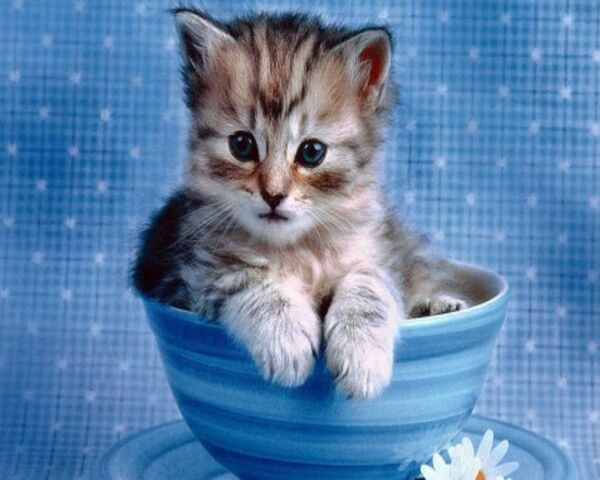 Kitten In Cup Wallpaper - Download to your mobile from PHONEKY