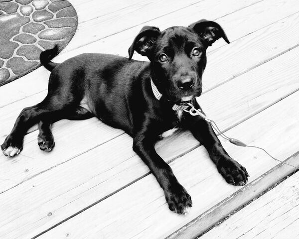 Chill Vibes với một người bạn lông lá 🐾