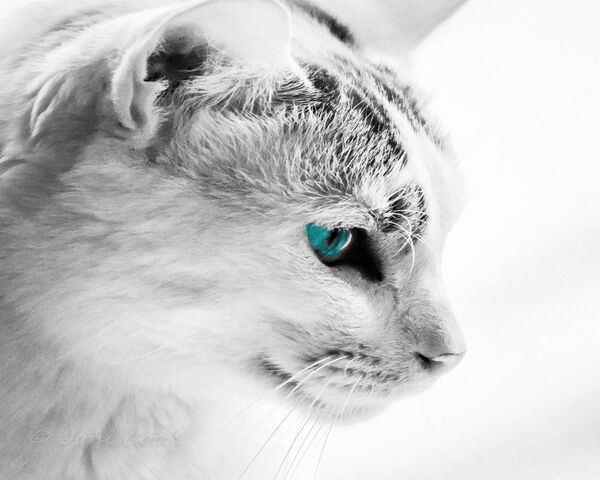 Ted Wallpaper - Download to your mobile from PHONEKY