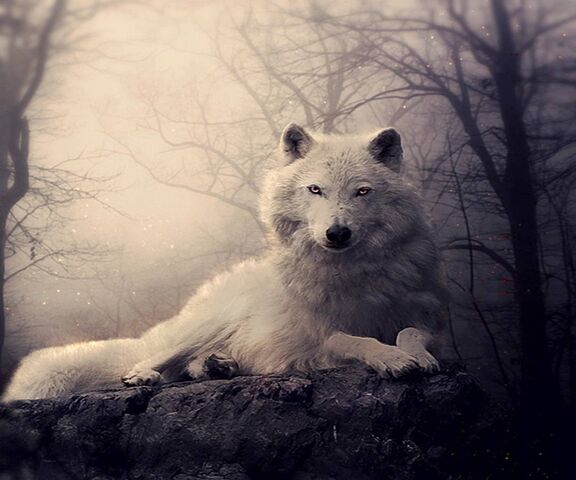 Với hình nền chó sói trắng, bạn sẽ thấy mình bị níu giữ bởi vẻ đẹp độc đáo của con vật này. Bài trí với nền trắng tinh khôi, chỉ có một chú chó sói đơn độc tiêu chảy vào giữa. Sự mạnh mẽ và đạo đức của loài sói sẽ khiến bạn cảm thấy cảm phục và tôn trọng.