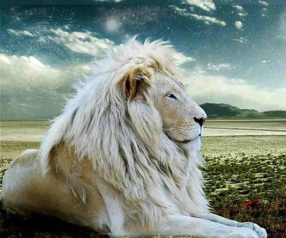 Beautiful Lion Wallpaper Hd For Mobile