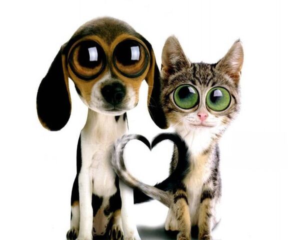 Chat Et Chien Fond D Ecran Telecharger Sur Votre Mobile Depuis Phoneky