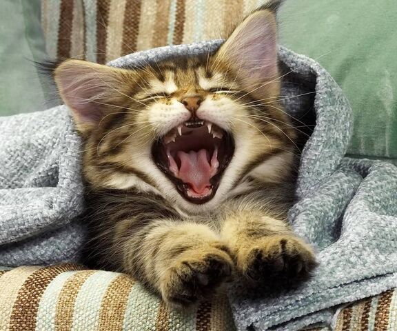 Thư giãn như một chú mèo 🐾