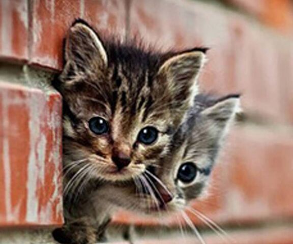 Cat In Wall Wallpaper - Download to your mobile from PHONEKY