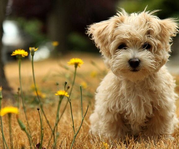 Anak Anjing Yang Lucu Wallpaper Download Ke Ponsel Anda Dari Phoneky