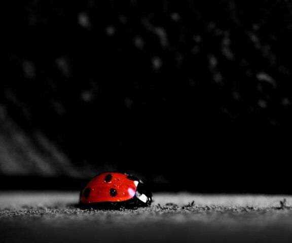 Bug Wallpaper - Download to your mobile from PHONEKY