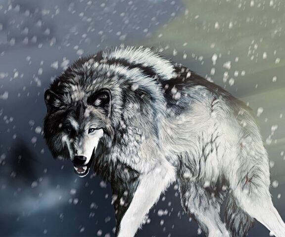 Angry Wolf Ultra HD Desktop Background Wallpaper for  Tablet  Smartphone