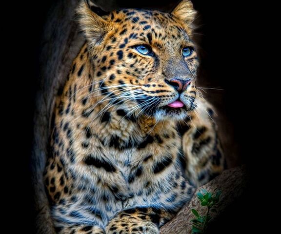 Leopard Wallpaper - Download to your mobile from PHONEKY