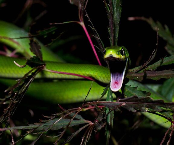 Green Snake Wallpaper - Download To Your Mobile From Phoneky