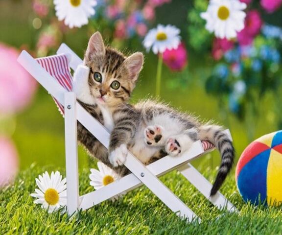 Thư giãn như một chú mèo! 😺🌼