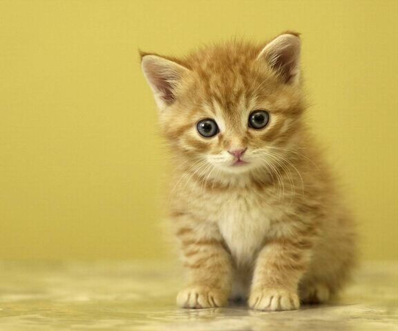 Chaton Mignon Fond D Ecran Telecharger Sur Votre Mobile Depuis Phoneky