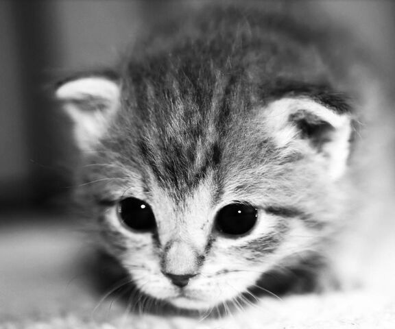 Cute Kitty Wallpaper - Download to your mobile from PHONEKY