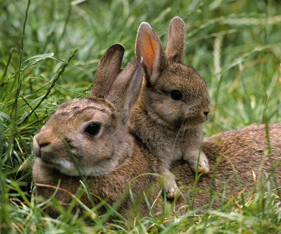 Cuddly Companions: The Bunny Rabbit Kit Adventure 🐰💚 Wallpaper ...