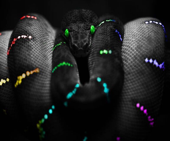 M ystical Beauty: The Rainbow Python 🌈🐍 Wallpaper - Download to your ...
