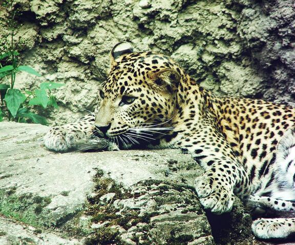 Little Leopard Wallpaper - Download to your mobile from PHONEKY