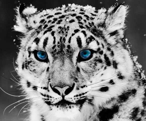 Leopard Des Neiges Fond D Ecran Telecharger Sur Votre Mobile Depuis Phoneky