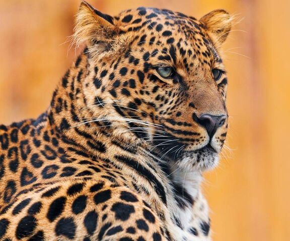 Leopard Wallpaper - Download to your mobile from PHONEKY