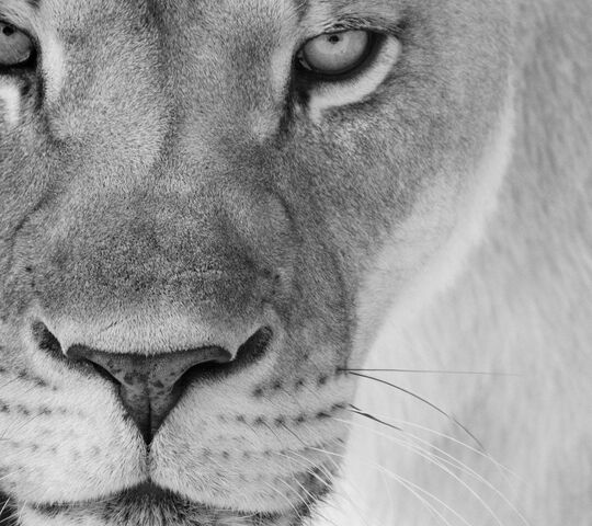 Lion Lioness Africa Wallpaper 4K #4.3331