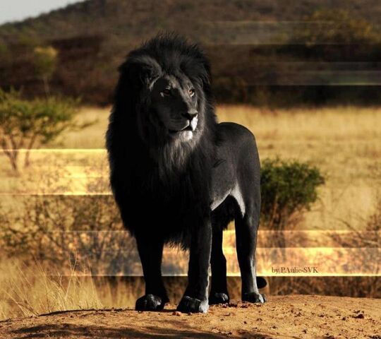 Black Lion Wallpaper - Download to your mobile from PHONEKY Black Lion Wallpaper - Download to your mobile from PHONEKY