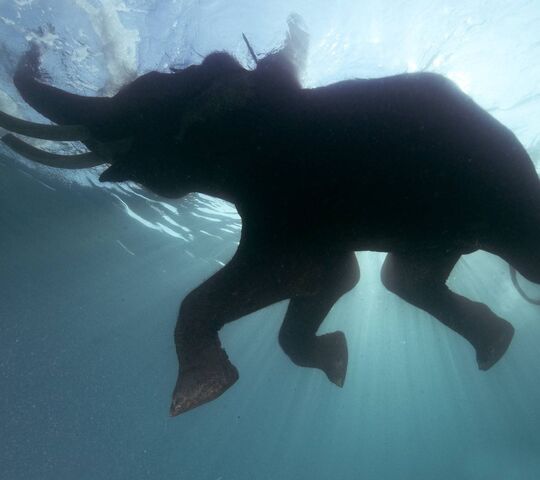 Elephant Wallpaper - Download to your mobile from PHONEKY