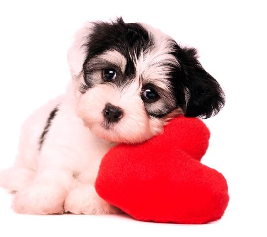 Love Puppy Wallpaper - Download to your mobile from PHONEKY