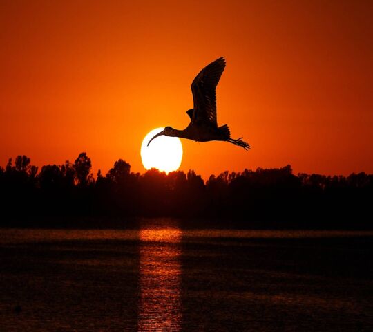 Bird Wallpaper - Download to your mobile from PHONEKY