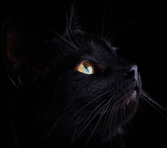 Black Cat Wallpaper - Download to your mobile from PHONEKY