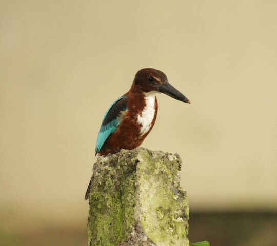 Bird Wallpaper - Download to your mobile from PHONEKY