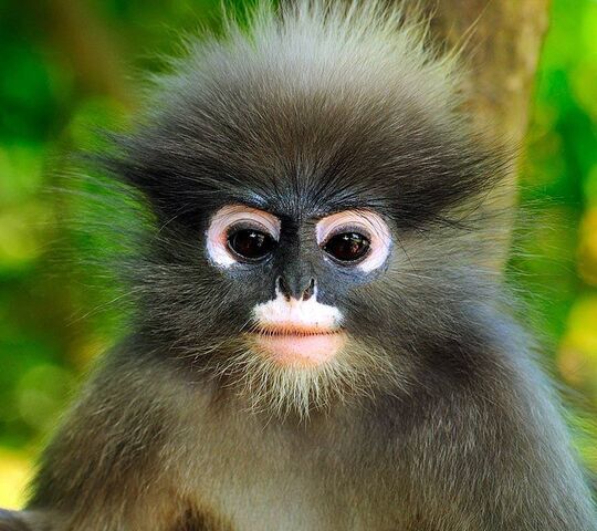 Cute Monkey Wallpaper - Download to your mobile from PHONEKY