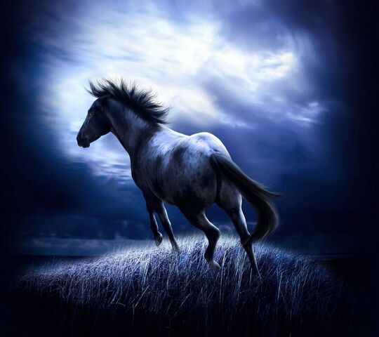 Black Beauty Wallpaper - Download to your mobile from PHONEKY