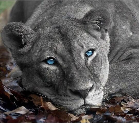 puma yeux bleu