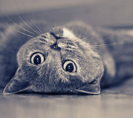 Chill Vibes: Mèo lười