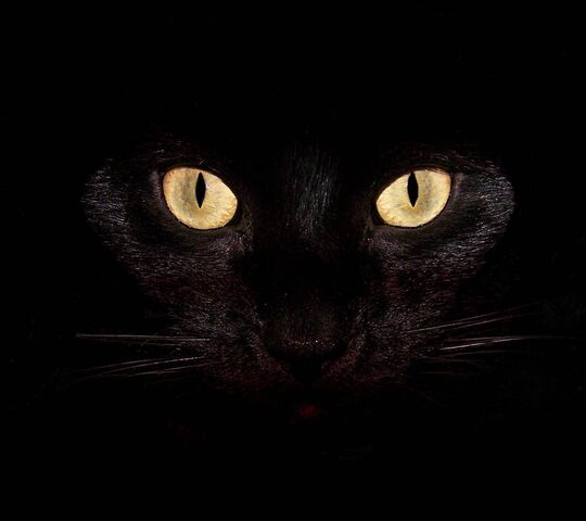 Black Cat Wallpaper - Download to your mobile from PHONEKY