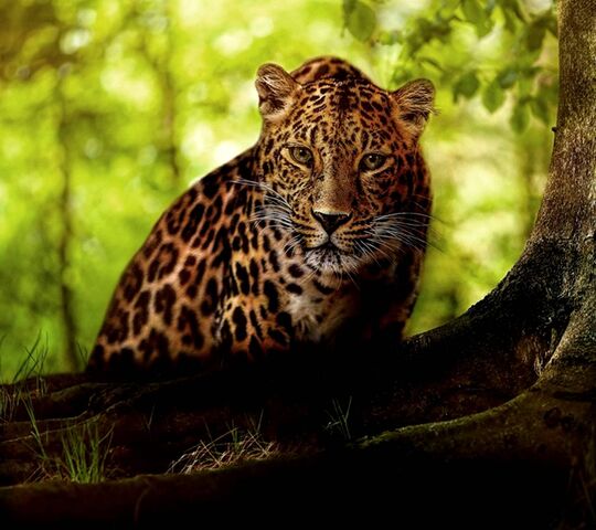 Leopard Wallpaper - Download to your mobile from PHONEKY