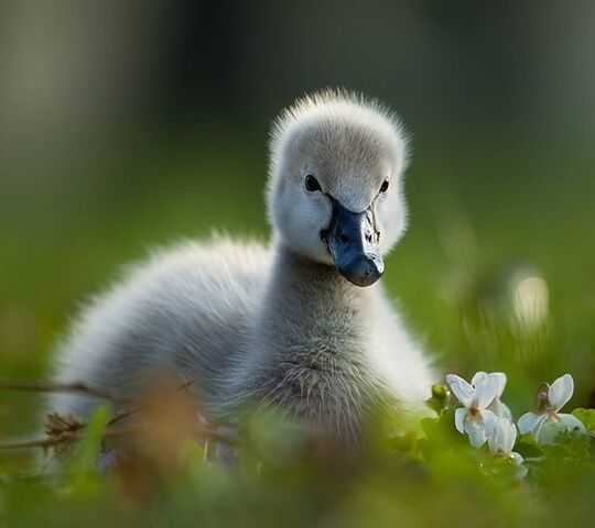 Spring Swan Wallpaper - Download to your mobile from PHONEKY