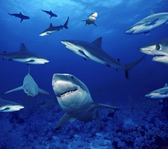 Sarks: Guardians of the Deep 🌊🦈 Wallpaper - Download to your mobile ...