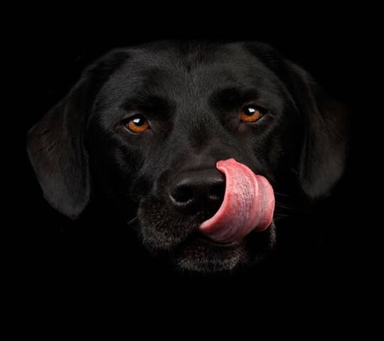 Siyah köpek Duvar Kağıdı - PHONEKY'den Telefonunuza Bedava İndirin
